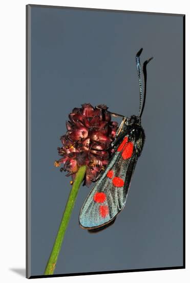 Burnet Moth, Adder's Wort-Harald Kroiss-Mounted Photographic Print