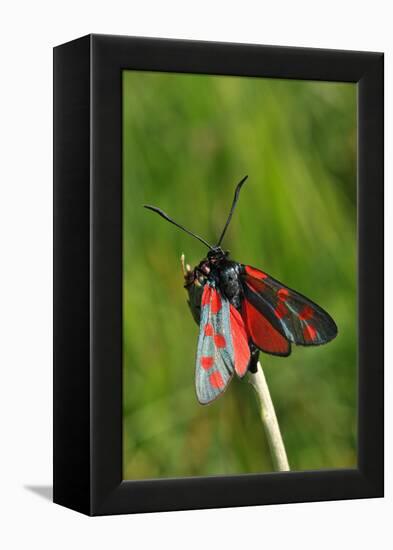 Burnet Moth, Stalk-Harald Kroiss-Framed Premier Image Canvas