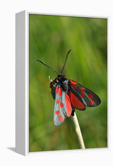 Burnet Moth, Stalk-Harald Kroiss-Framed Premier Image Canvas