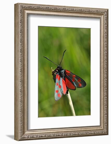 Burnet Moth, Stalk-Harald Kroiss-Framed Photographic Print