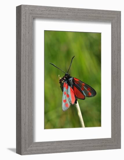 Burnet Moth, Stalk-Harald Kroiss-Framed Photographic Print