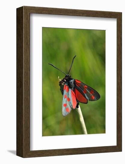 Burnet Moth, Stalk-Harald Kroiss-Framed Photographic Print