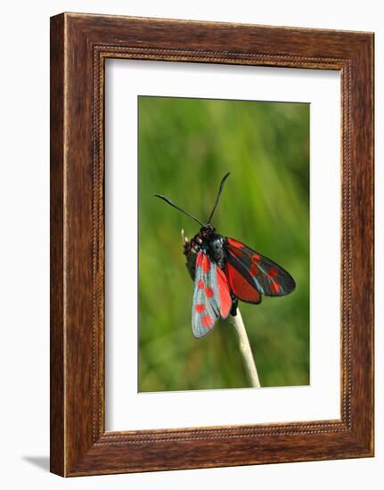 Burnet Moth, Stalk-Harald Kroiss-Framed Photographic Print