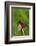 Burnet Moth, Stalk-Harald Kroiss-Framed Photographic Print