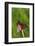 Burnet Moth, Stalk-Harald Kroiss-Framed Photographic Print