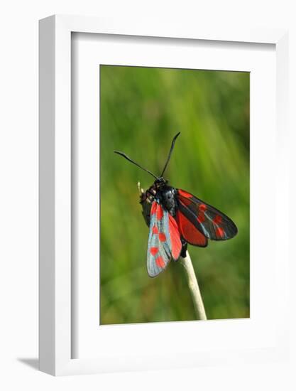 Burnet Moth, Stalk-Harald Kroiss-Framed Photographic Print