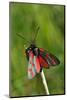 Burnet Moth, Stalk-Harald Kroiss-Mounted Photographic Print