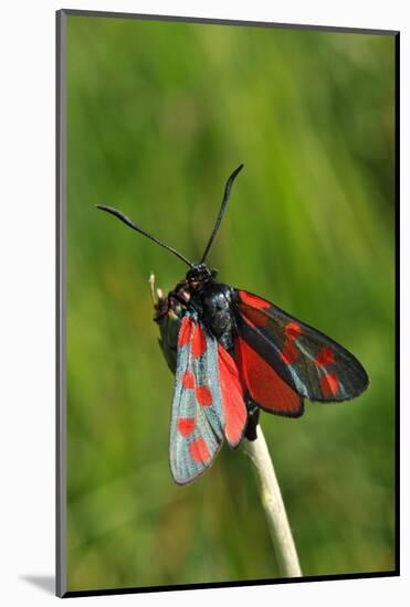 Burnet Moth, Stalk-Harald Kroiss-Mounted Photographic Print