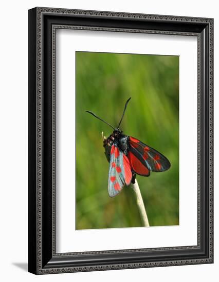 Burnet Moth, Stalk-Harald Kroiss-Framed Photographic Print