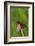 Burnet Moth, Stalk-Harald Kroiss-Framed Photographic Print