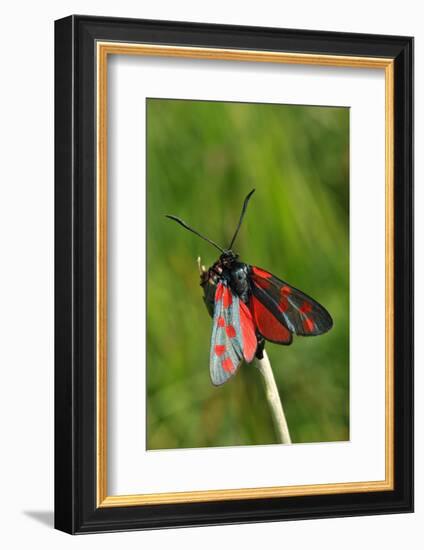 Burnet Moth, Stalk-Harald Kroiss-Framed Photographic Print