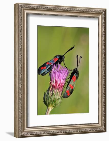 Burnet Moth, Thistle, Ready to Mate-Harald Kroiss-Framed Photographic Print