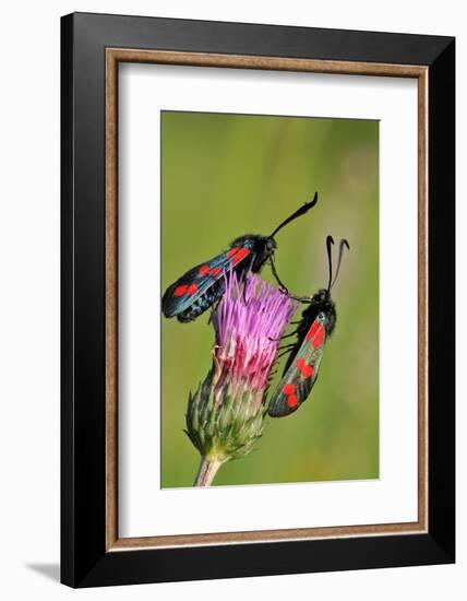 Burnet Moth, Thistle, Ready to Mate-Harald Kroiss-Framed Photographic Print