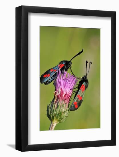 Burnet Moth, Thistle, Ready to Mate-Harald Kroiss-Framed Photographic Print