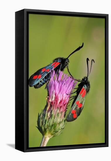 Burnet Moth, Thistle, Ready to Mate-Harald Kroiss-Framed Premier Image Canvas