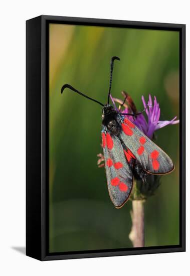 Burnet Moth, Thistle-Harald Kroiss-Framed Premier Image Canvas