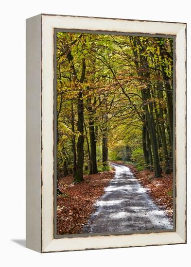 Burnham Beeches, Buckinghamshire, England, United Kingdom, Europe-Mark Mawson-Framed Premier Image Canvas