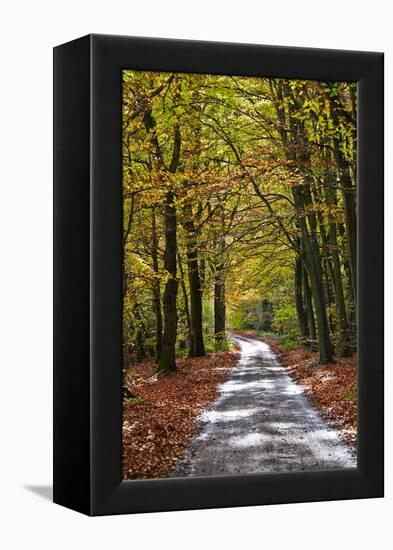 Burnham Beeches, Buckinghamshire, England, United Kingdom, Europe-Mark Mawson-Framed Premier Image Canvas