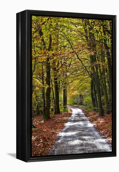 Burnham Beeches, Buckinghamshire, England, United Kingdom, Europe-Mark Mawson-Framed Premier Image Canvas