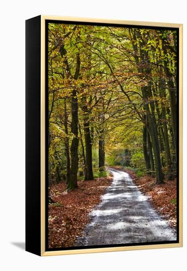 Burnham Beeches, Buckinghamshire, England, United Kingdom, Europe-Mark Mawson-Framed Premier Image Canvas