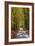 Burnham Beeches, Buckinghamshire, England, United Kingdom, Europe-Mark Mawson-Framed Photographic Print