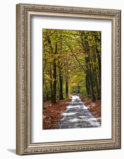 Burnham Beeches, Buckinghamshire, England, United Kingdom, Europe-Mark Mawson-Framed Photographic Print