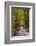 Burnham Beeches, Buckinghamshire, England, United Kingdom, Europe-Mark Mawson-Framed Photographic Print