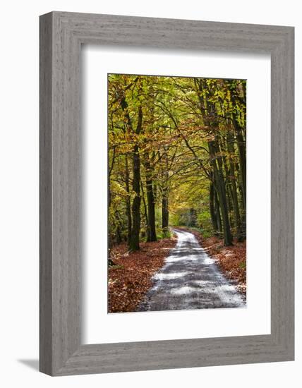 Burnham Beeches, Buckinghamshire, England, United Kingdom, Europe-Mark Mawson-Framed Photographic Print