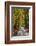 Burnham Beeches, Buckinghamshire, England, United Kingdom, Europe-Mark Mawson-Framed Photographic Print