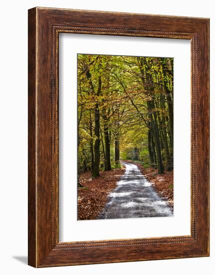 Burnham Beeches, Buckinghamshire, England, United Kingdom, Europe-Mark Mawson-Framed Photographic Print