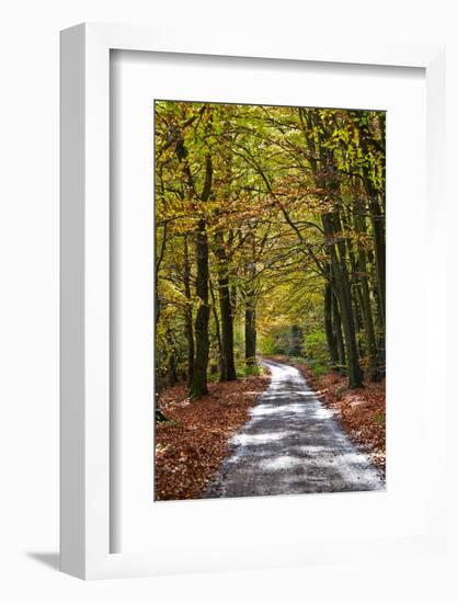 Burnham Beeches, Buckinghamshire, England, United Kingdom, Europe-Mark Mawson-Framed Photographic Print