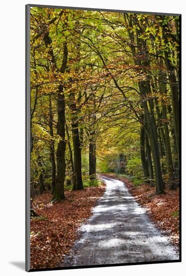 Burnham Beeches, Buckinghamshire, England, United Kingdom, Europe-Mark Mawson-Mounted Photographic Print