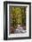 Burnham Beeches, Buckinghamshire, England, United Kingdom, Europe-Mark Mawson-Framed Photographic Print