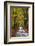 Burnham Beeches, Buckinghamshire, England, United Kingdom, Europe-Mark Mawson-Framed Photographic Print