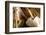 Burnished Modern IV-Alan Hausenflock-Framed Photographic Print