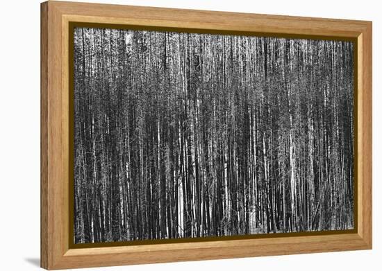 Burnt Out Pines-Howard Ruby-Framed Premier Image Canvas