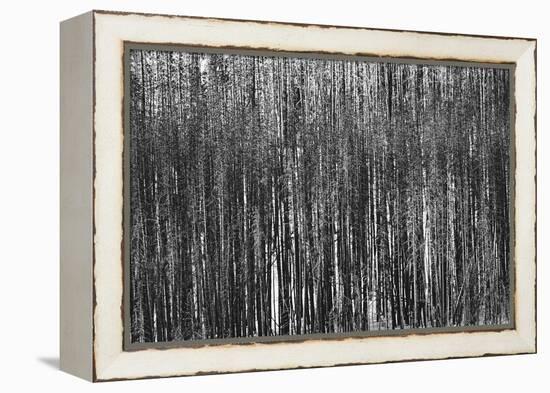 Burnt Out Pines-Howard Ruby-Framed Premier Image Canvas