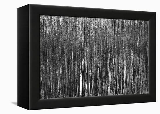 Burnt Out Pines-Howard Ruby-Framed Premier Image Canvas