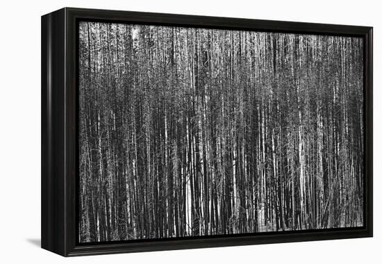 Burnt Out Pines-Howard Ruby-Framed Premier Image Canvas