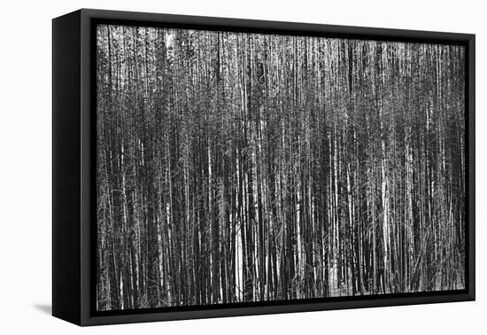 Burnt Out Pines-Howard Ruby-Framed Premier Image Canvas