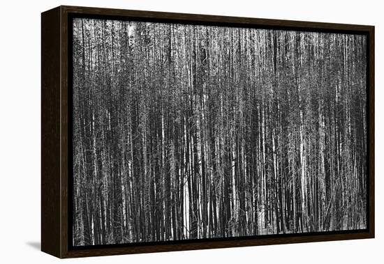 Burnt Out Pines-Howard Ruby-Framed Premier Image Canvas