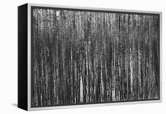 Burnt Out Pines-Howard Ruby-Framed Premier Image Canvas