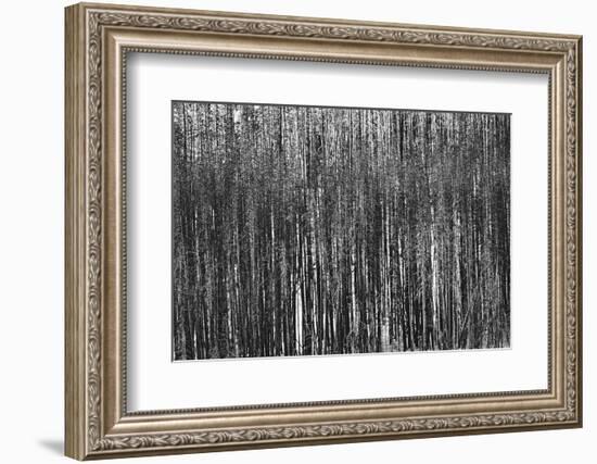 Burnt Out Pines-Howard Ruby-Framed Photographic Print