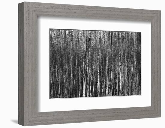 Burnt Out Pines-Howard Ruby-Framed Photographic Print