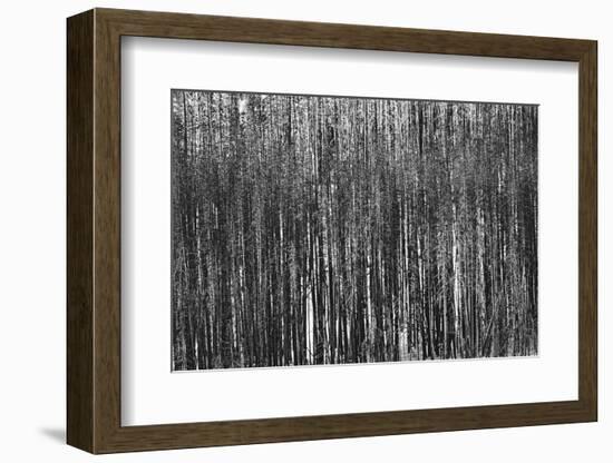 Burnt Out Pines-Howard Ruby-Framed Photographic Print