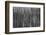 Burnt Out Pines-Howard Ruby-Framed Photographic Print