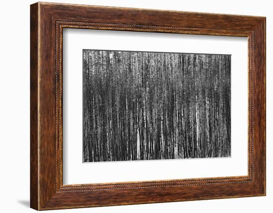 Burnt Out Pines-Howard Ruby-Framed Photographic Print