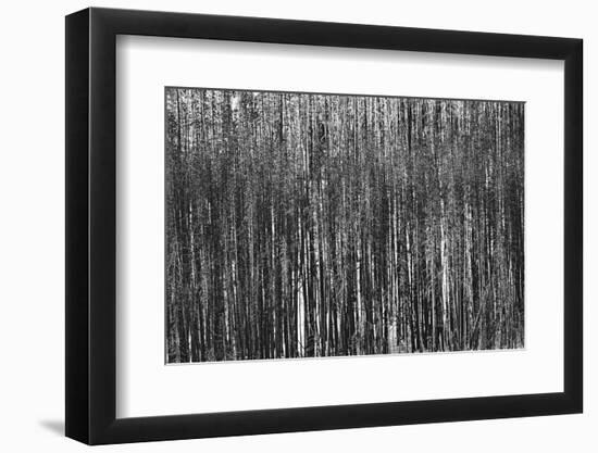 Burnt Out Pines-Howard Ruby-Framed Photographic Print