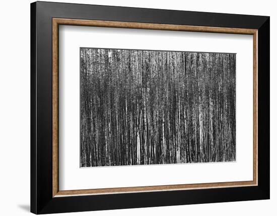 Burnt Out Pines-Howard Ruby-Framed Photographic Print