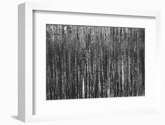 Burnt Out Pines-Howard Ruby-Framed Photographic Print